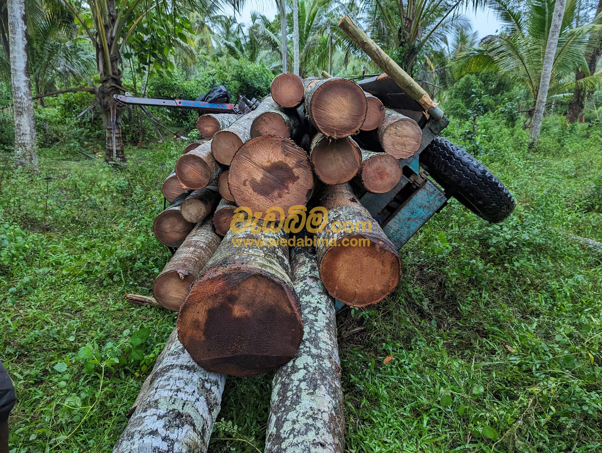 Cover image for Planks in Sri Lanka