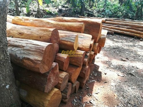 Jack Wood Planks Sri Lanka