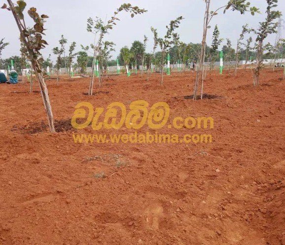 Other image 202507/wedabima.com_O22Pd6BwNg9Q26hhKvshEWgqOj8r7T17kikLscwj.jpeg