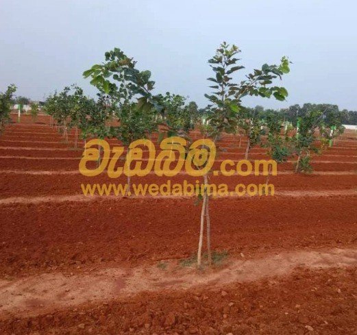 Other image 202507/wedabima.com_eXYWzWYaA5GATlv9WVzjxtUVneuEr3kEFnzp9fwf.jpeg