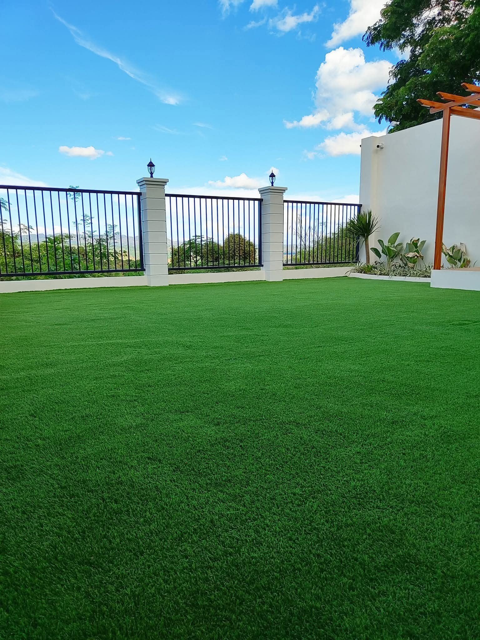 Other image 202508/malaysian-grass-suppliers-in-wennappuwa-wedabima-1ddb68d23c.jpg