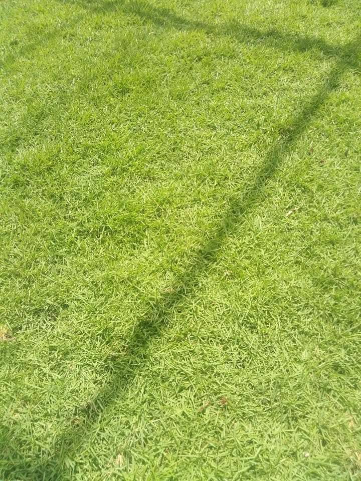 Other image 202508/malaysian-grass-suppliers-in-wennappuwa-wedabima-a95e6d1600.jpg