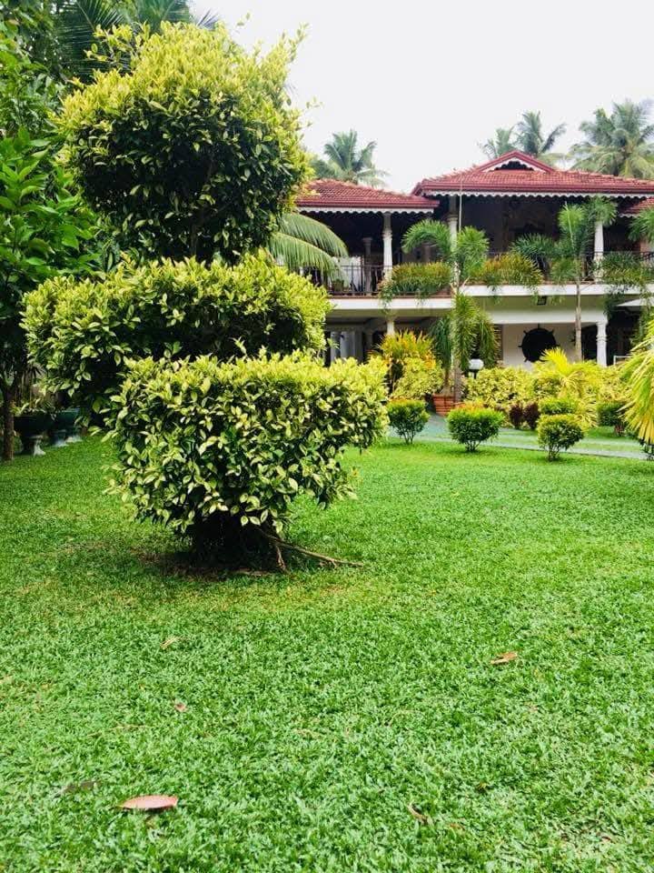 Other image 202508/malaysian-grass-suppliers-in-wennappuwa-wedabima-df55ea4a34.jpg