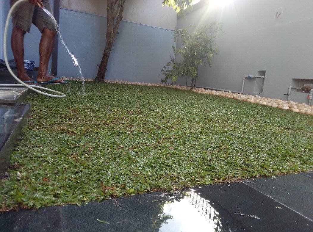 Other image 202510/australian-grass-fixing-kotte-wedabima-f4d3df0211.jpg