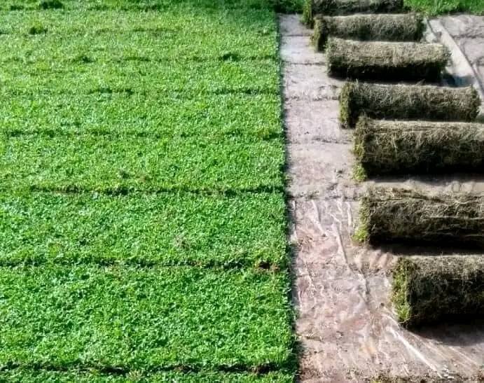 Other image 202510/garden-decoration-price-in-kotte-wedabima-940aa701bf.jpg