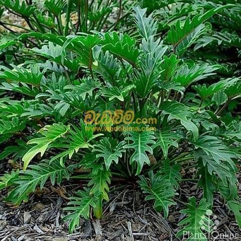 Other image wedabima.com_RNphzeN1EjcRdIyz8CnI8PUaNdnPCqx70cawF28O.jpeg