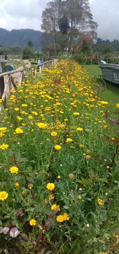 Other image wedabima.com_bJ7anpEgSbDUb7mji6SI3Gx36gsDoLYOchmyQjCy.jpeg