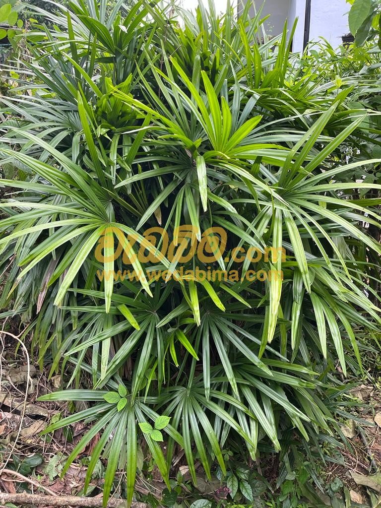 Other image wedabima.com_wrJ0S3XmumBgPEh6C1HAuN79B79r0hOd2LjwCM1N.jpeg